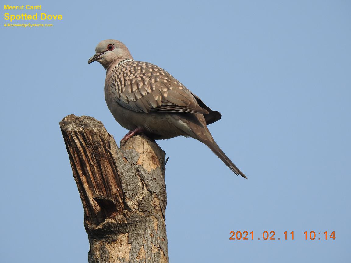 Dove Spotted (24) Coming Soon